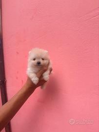 Spitz