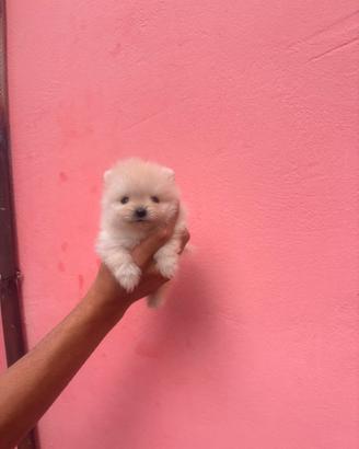 Spitz