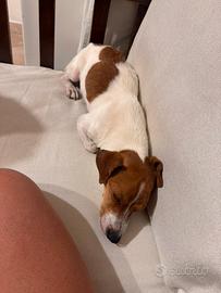 Cane jack russel