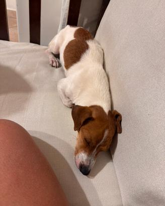 Cane jack russel