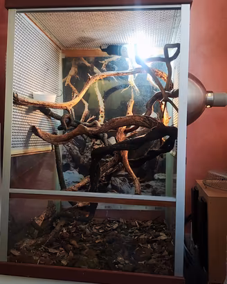teca rettilario pe camaleone o rettili arboricoli