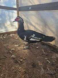 Galline marans anatre germani e muta