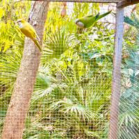 Coppia riproduttivo parrocchetto monaco mutato