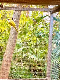 Coppia riproduttivo parrocchetto monaco mutato