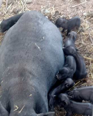 Maialini nani vietnamiti su prenotazione allo svez