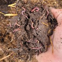 Lombrichi Eisenia fetida & andrei