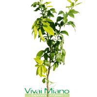 Pianta di Bergamotto - Immagine reale