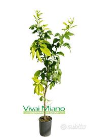 Pianta di Bergamotto - Immagine reale