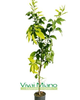 Pianta di Bergamotto - Immagine reale