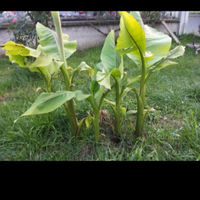 Piante di banano