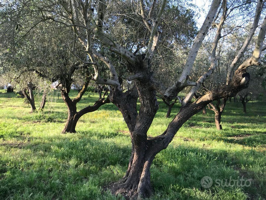 Terreno edificabile 3 ettari - Vista 5