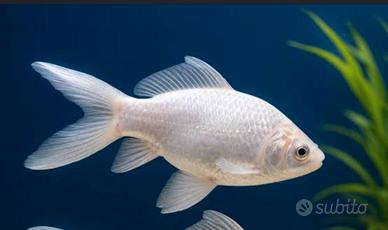 Pesce Rosso comune bianco