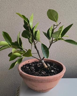 pre bonsai di limone mayer