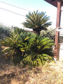 Palma Cygas