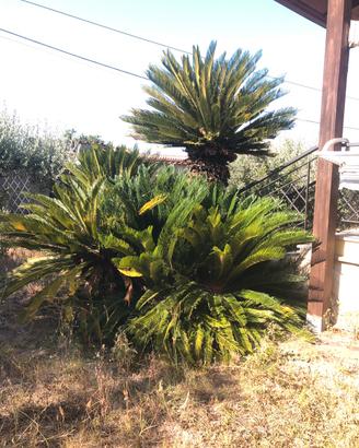 Palma Cygas