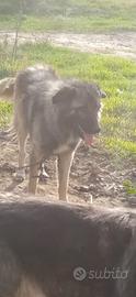 Si vende cane pastore