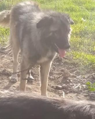 Si vende cane pastore