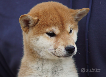 Cucciola Shiba Inu rossa con pedigree