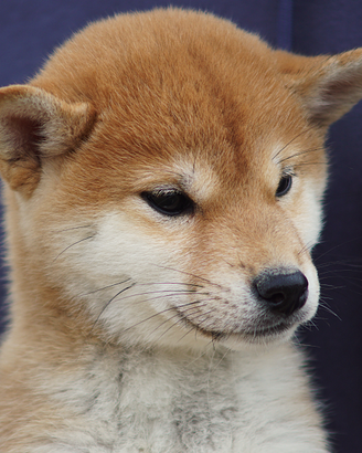 Cucciola Shiba Inu rossa con pedigree