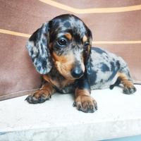 Bassotto Maschio Nano Arlecchino Anche in 12 Rate