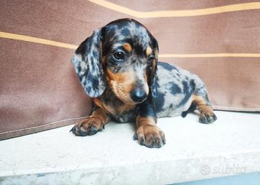 Bassotto Maschio Nano Arlecchino Anche in 12 Rate