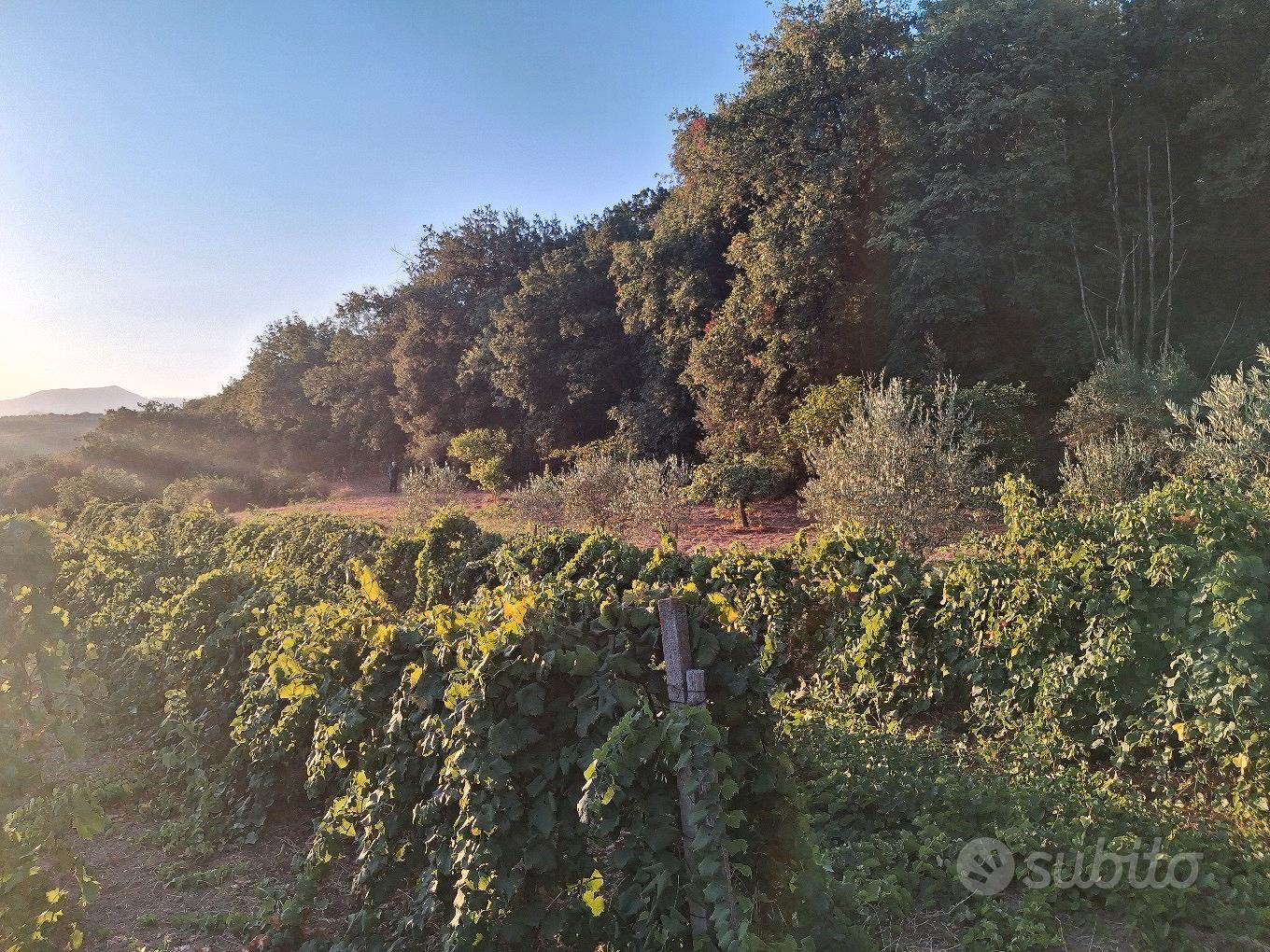 terreno agricolo - Vista 3