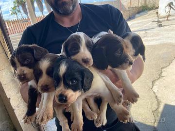 Springer spaniel inglesi