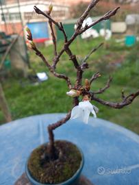 Bonsai Ciliegio