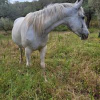 Cavalla appaloosa