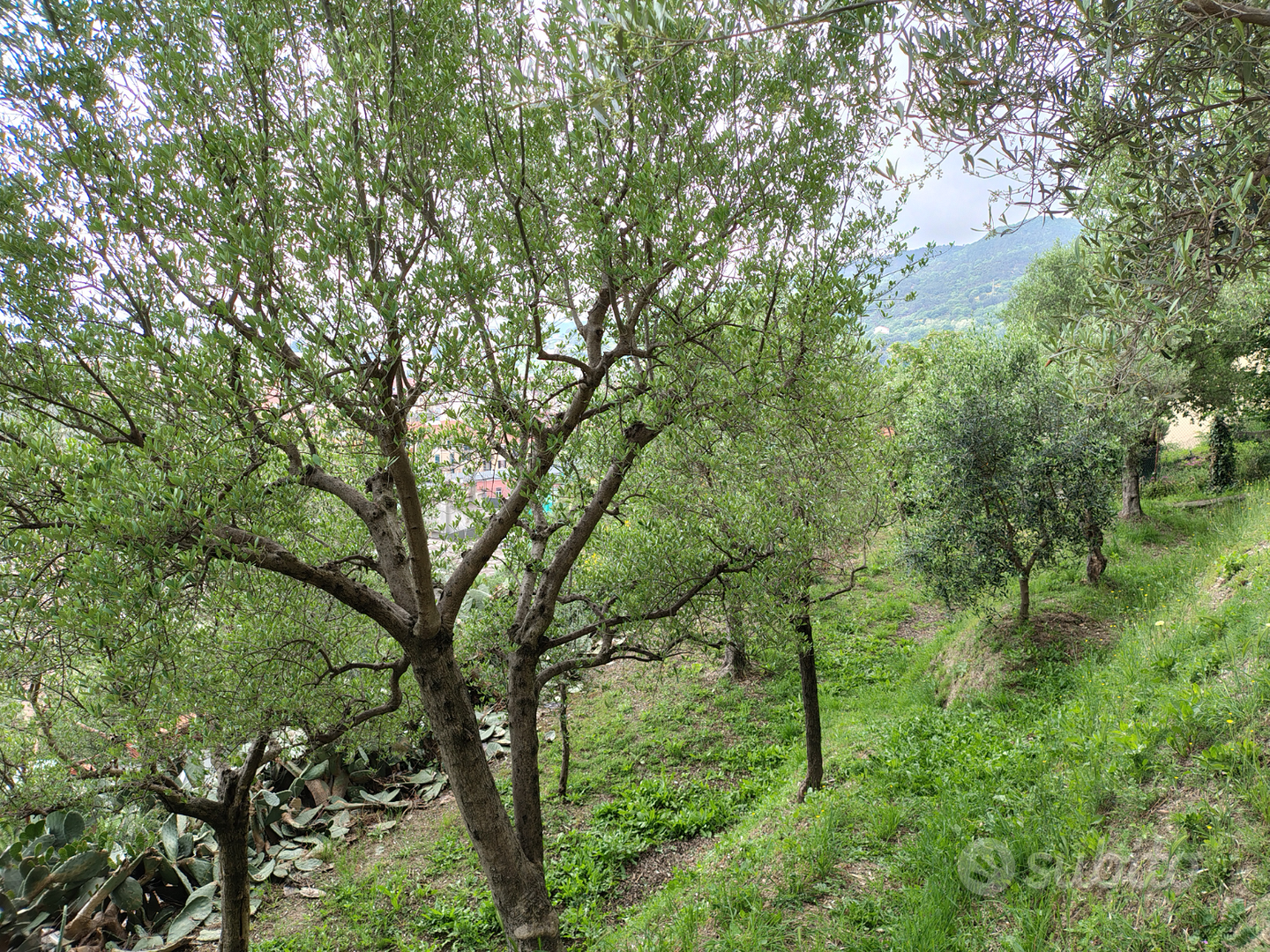 Terreno agricolo/uliveto - Vista 3