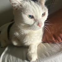 Adozione del cuore gatta