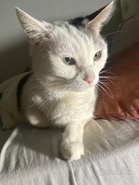 Adozione del cuore gatta