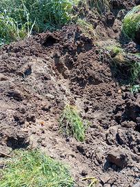 Letame per l'orto stallatico di bovino
