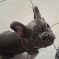 Cucciolo Bulldog francese