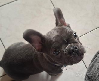 Cucciolo Bulldog francese