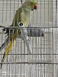 Varie Coppie di parrochetto dal collare