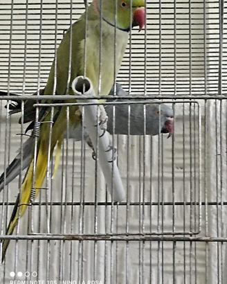 Varie Coppie di parrochetto dal collare
