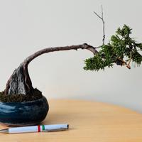 Bonsai ginepro kishu su roccia