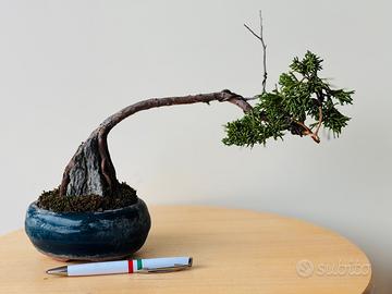 Bonsai ginepro kishu su roccia
