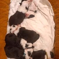 Cuccioli border collie