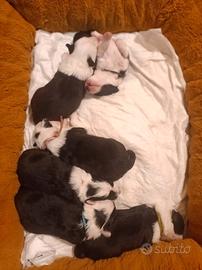 Cuccioli border collie