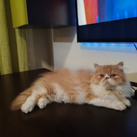 Gatto persiano cucciolo