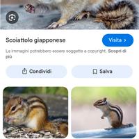 Scoiattolo domestico