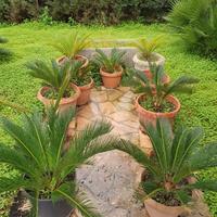 Cycas