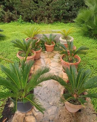 Cycas