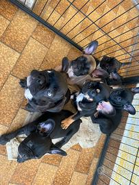 Bulldog francese