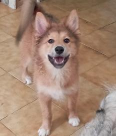 Regalasi due cucciole di 5 mesi