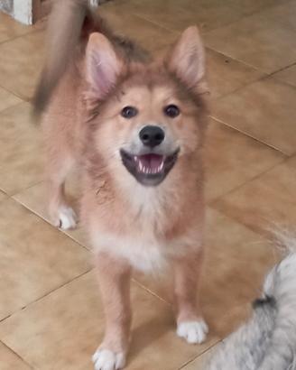 Regalasi due cucciole di 5 mesi