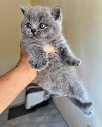 Brittish shorthair