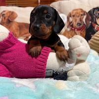 Bassotti tedeschi nani kaninchen con pedigree ENCI